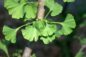 ginkgo-biloba-tree-Testosterone Supplement Guide