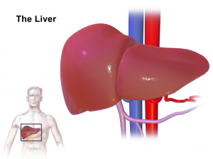 liver converts cholesterol into testosterone